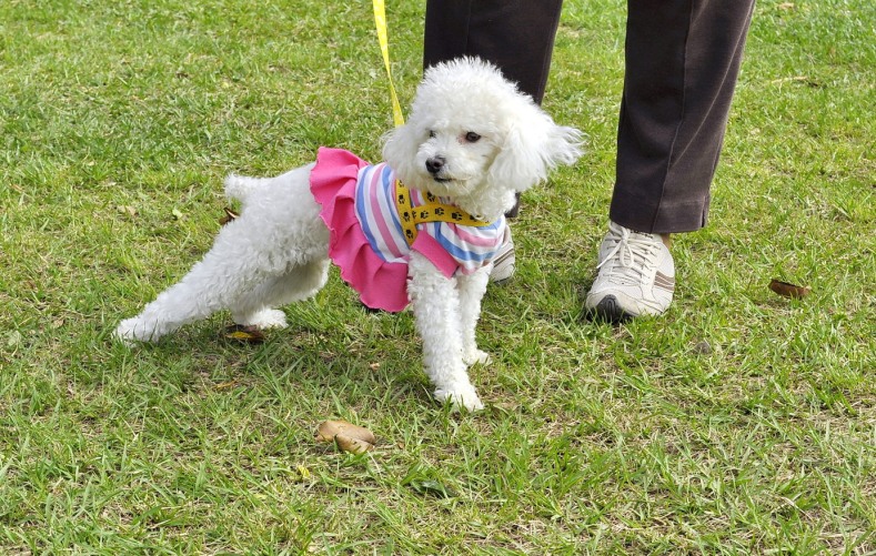 Bichon frise allergivänlig hund