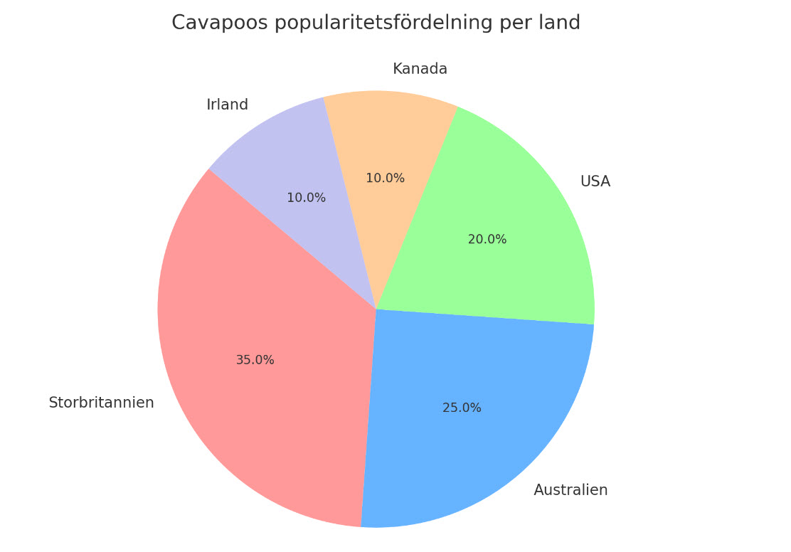 Cavapoos popularitet