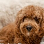 cavapoo valp