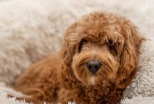 cavapoo valp