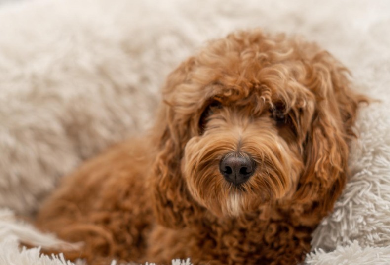 cavapoo valp