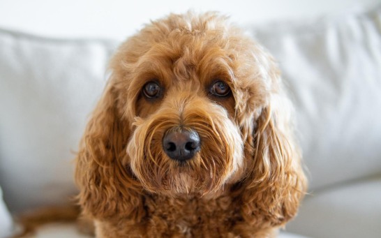 cavapoo